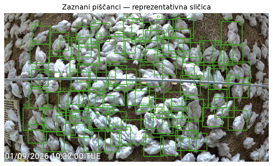 Zeleni okvirji okoli gostejše jate piščancev